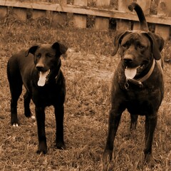Two Sisters