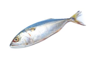 Fresh mackerel isolated on white background