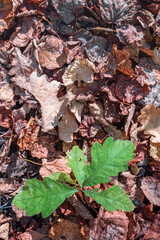 Background with a small oak tree grows through fallen leaves