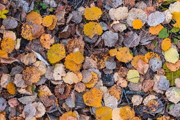 Background with multi-colored dry and fresh fallen autumn leaves