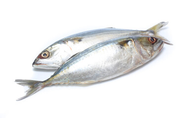 Fresh mackerel isolated on white background
