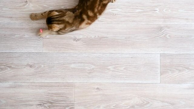 Red cat plays with a laser pointer on light wooden floor. Top view