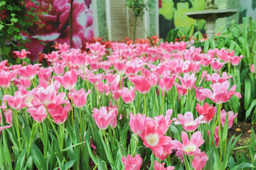 Fototapeta premium Tulip flowers in garden nature background