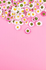 Spring daisy flowers composition on pink background.