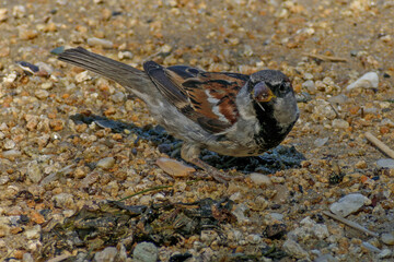 On a summer day, a bird from the group of sparrows pecks something in the sand on the river Bank close-up