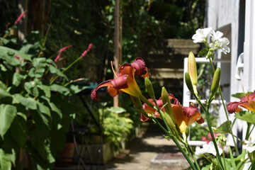 Taglilie, Hemerocallis, mit lila, purpur Blüten vor Stiegenaufgang, Blüten in kräftigen Sommerfarben