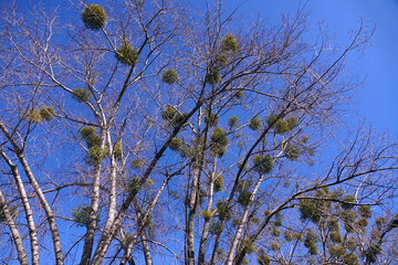 Tree with growths on the branches