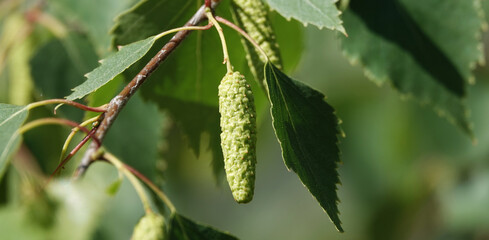 Birch buds in spring