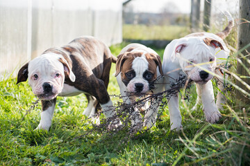 American Bulldog puppies are playing on nature