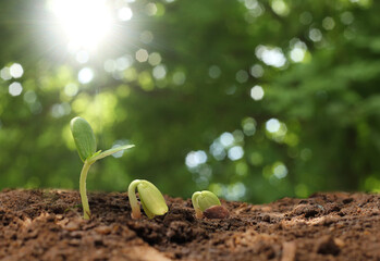 Agriculture. Growing plants. Plant seedling