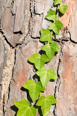 Edera rampicante