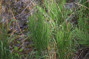 Field horsetail