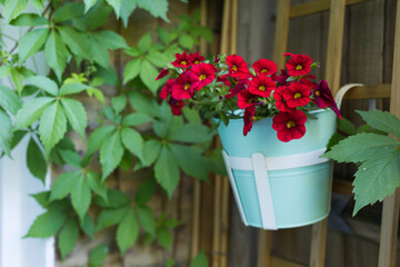 Vibrant Red Petunia Flowers Grow in Hanging Pot Outside House.