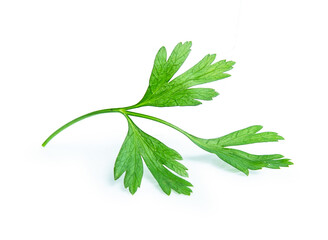 parsley leaf isolated on white background