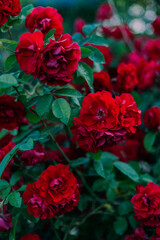 red roses with green leaves
