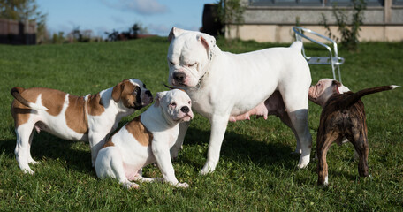 American Bulldog puppies with mother are playing