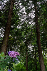 紫陽花