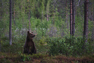 brown bear in the woods, looking, listening and sniffing the nature around.