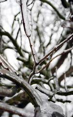 Lilac branches and twigs covered by ice in winter time.