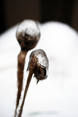 poppy head or poppy seed basket cover by ice in winter time.