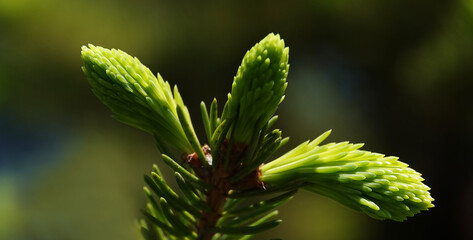 Coniferous branch