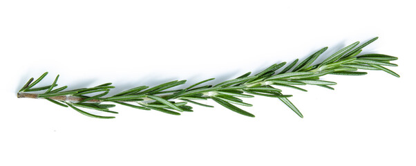 rosemary isolated on white background