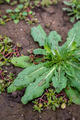 Water drops on wild plant in autumn.
