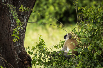 Monkey during safari in National Park of Tarangire, Tanzania.