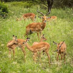 Group of impala image taken on Safari located in the Tarangire, National park, Tanzania.
