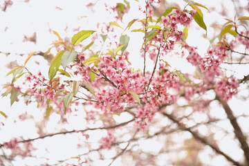 Beautiful cherry blossom or sakura in spring time over  sky