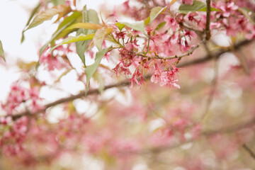 Beautiful cherry blossom or sakura in spring time over  sky
