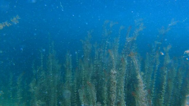 Underwater flora landscape. Slow motion left parallel moving. Grass covering Alpine lake Bohinj floor. Wild diving. Underwater view of plants and endless dark water. Handheld footage