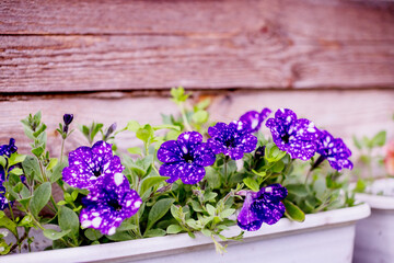 Petunia with many flowers grows in container in small garden on the balcony.purple flowers in wooden crate on eco pavement in summer city garden. Colourful petunia flower in box.