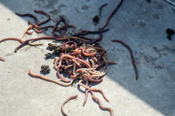 a cluster of worms on a concrete slab
