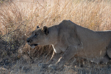 A lioness stalking her prey.