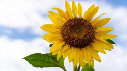 Fototapeta premium ひまわり