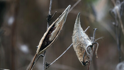 A plant similar to a snake's mouth, lets out seeds