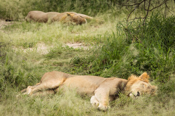 Naklejka na ściany i meble Closeup of a lion resting in the grass during safari in Tarangire National Park, Tanzania.