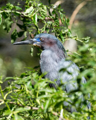 Little Blue Heron bird Stock Photos.   Little Blue Heron bird close-up profile view perched