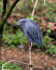 Little Blue Heron bird Stock Photos.   Little Blue Heron bird close-up profile view perched. Blur background