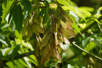 Obraz premium Helicopter seeds on tree branches