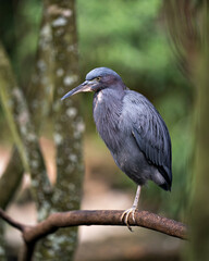 Fototapeta premium Little Blue Heron bird Stock Photos. Little Blue Heron bird close-up profile view perched on a branch. Blur background.