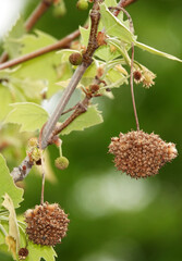 Seeds on tree branches