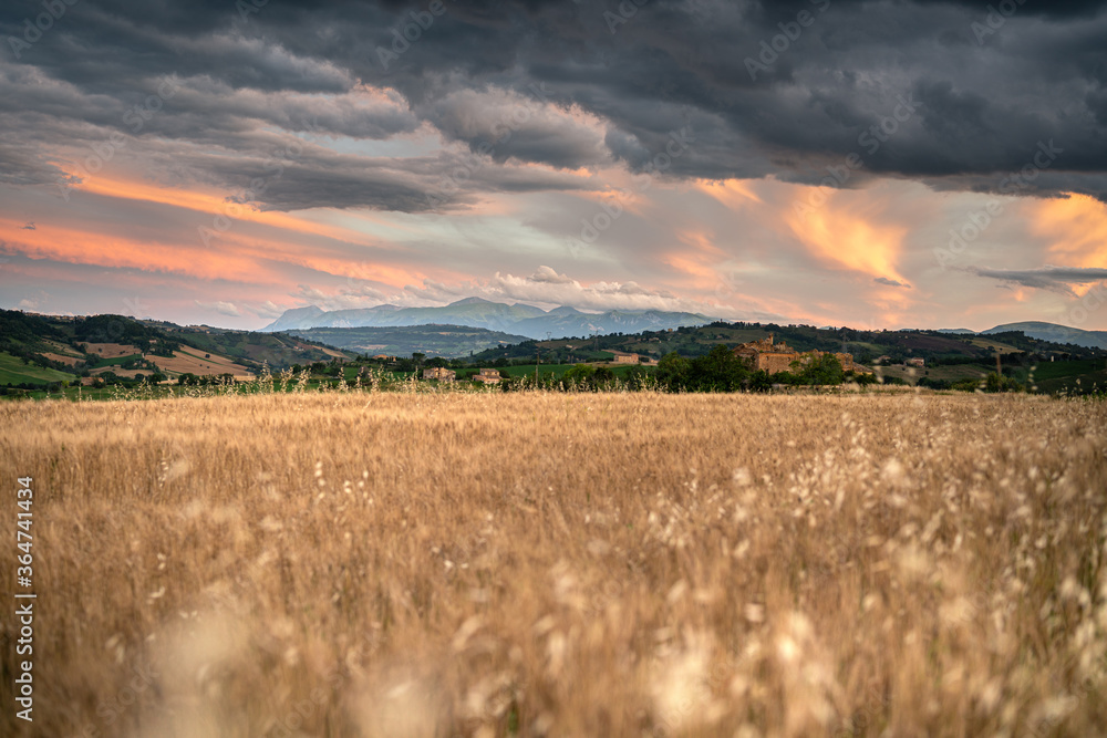 Wall mural Countryside, wheat field and stormy sunset in Marche region, Italy