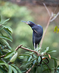 Little Blue Heron bird Stock Photos.   Little Blue Heron bird close-up profile view perched. Image. Picture. Portrait.