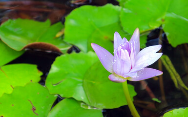 Tender purple blooming lotus in the drops of tropical rain
