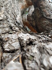 Bark on a pine tree trunk