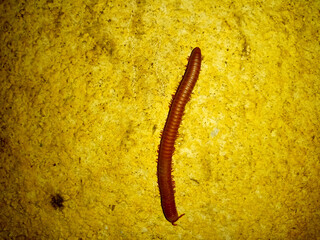 Millipede on the cement wall at night