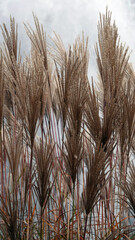 Fototapeta premium Trzciny