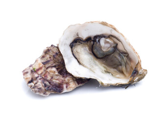 Fresh  oyster on white background